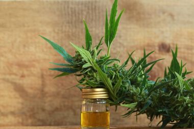 kenevir yağı ve kenevir