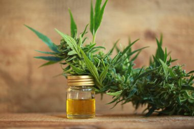 kenevir yağı ve kenevir