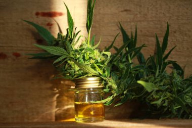 kenevir yağı ve kenevir