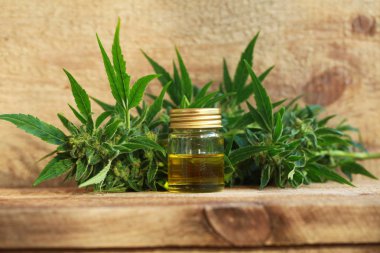 kenevir yağı ve kenevir