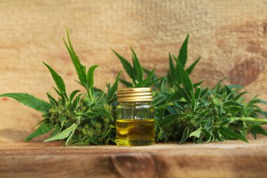 kenevir yağı ve kenevir