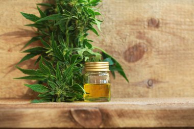 kenevir yağı ve kenevir