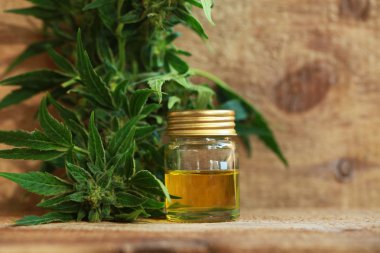 kenevir yağı ve kenevir