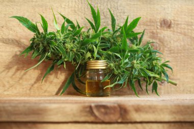 kenevir yağı ve kenevir