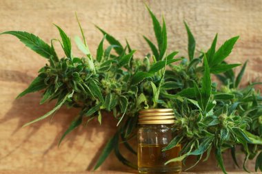 kenevir yağı ve kenevir