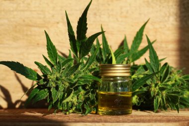 kenevir yağı ve kenevir