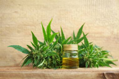 kenevir yağı ve kenevir