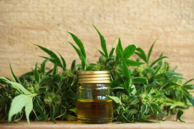 kenevir yağı ve kenevir