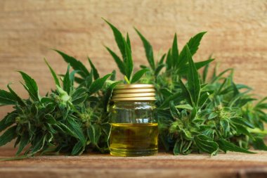 kenevir yağı ve kenevir