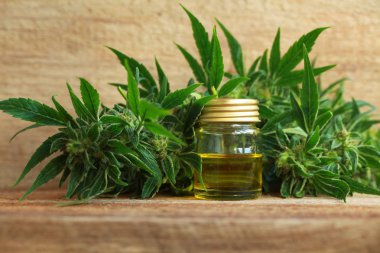 kenevir yağı ve kenevir