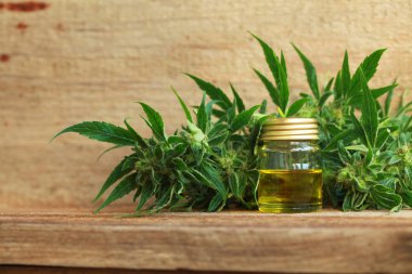 kenevir yağı ve kenevir