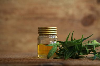 kenevir yağı ve kenevir