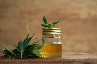 kenevir yağı ve kenevir