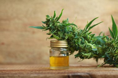 kenevir yağı ve kenevir