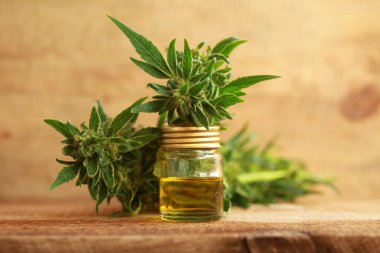 kenevir yağı ve kenevir