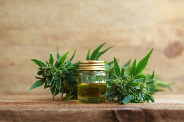 kenevir yağı ve kenevir