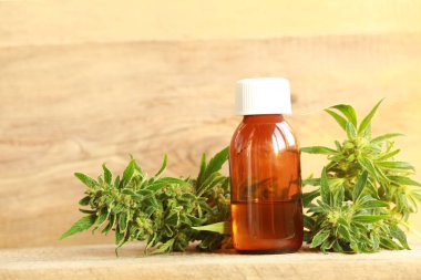 kenevir yağı ve kenevir