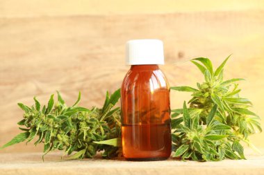 kenevir yağı ve kenevir