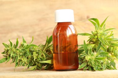 kenevir yağı ve kenevir