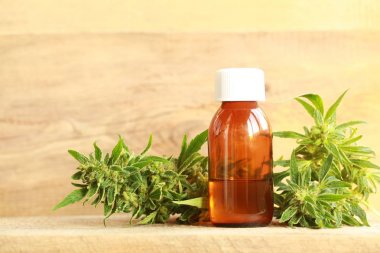 kenevir yağı ve kenevir