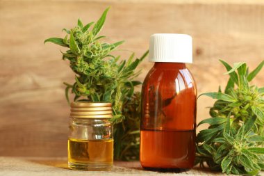 kenevir yağı ve kenevir