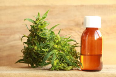 kenevir yağı ve kenevir