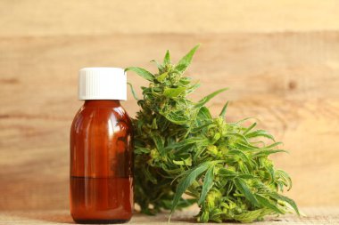 kenevir yağı ve kenevir