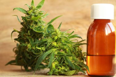 kenevir yağı ve kenevir