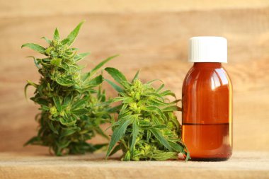 kenevir yağı ve kenevir