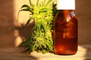 kenevir yağı ve kenevir