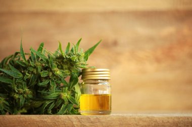 kenevir yağı ve kenevir