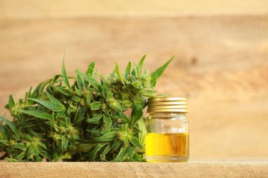 kenevir yağı ve kenevir