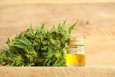 kenevir yağı ve kenevir