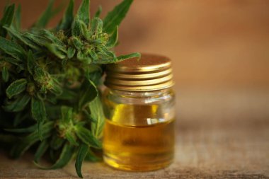 kenevir yağı ve kenevir