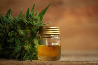 kenevir yağı ve kenevir