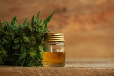 kenevir yağı ve kenevir