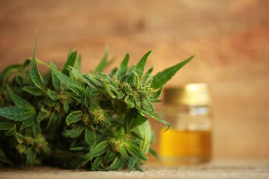 kenevir yağı ve kenevir