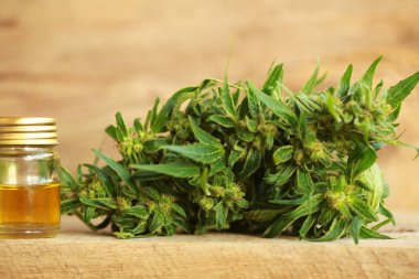 kenevir yağı ve kenevir