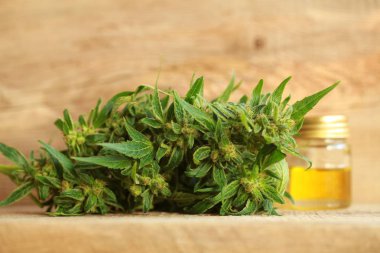 kenevir yağı ve kenevir