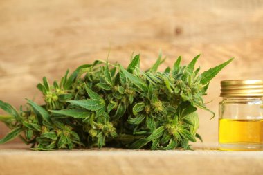 kenevir yağı ve kenevir