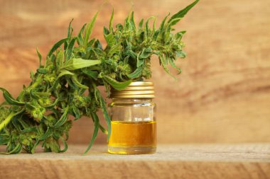 kenevir yağı ve kenevir