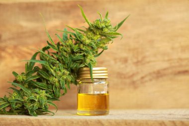 kenevir yağı ve kenevir