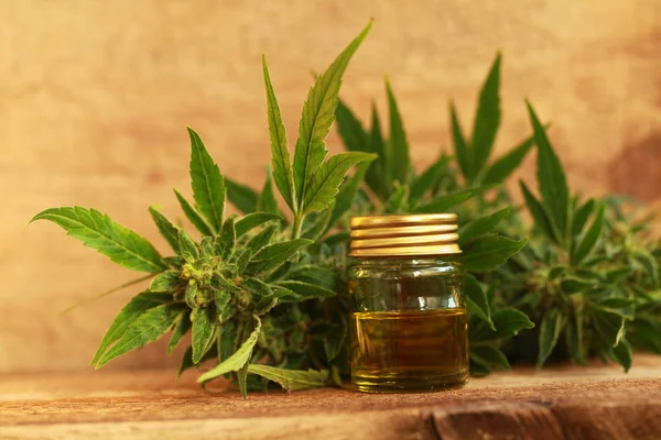 kenevir yağı ve kenevir