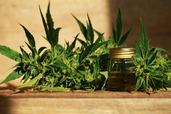 kenevir yağı ve kenevir