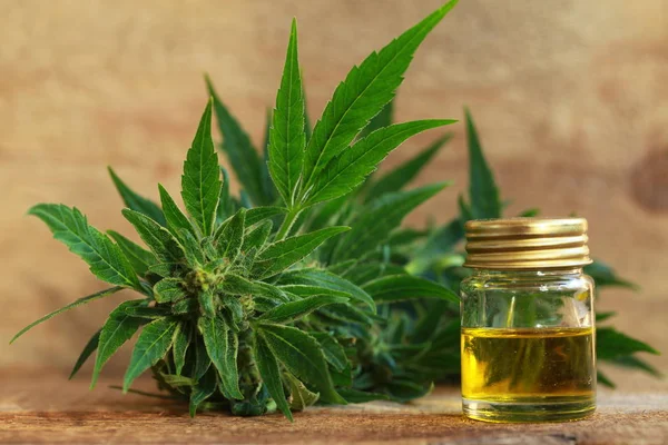 kenevir yağı ve kenevir