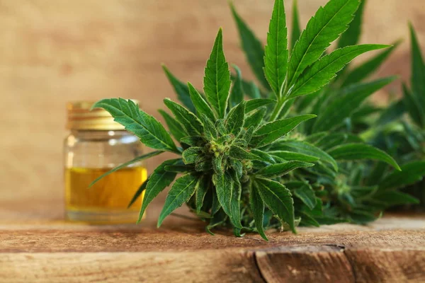 kenevir yağı ve kenevir