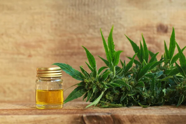 kenevir yağı ve kenevir