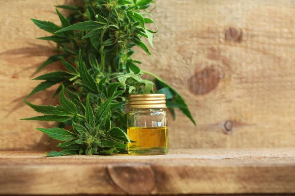 kenevir yağı ve kenevir