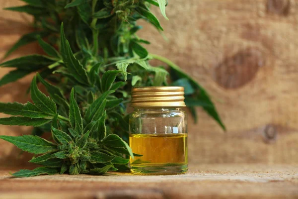 kenevir yağı ve kenevir