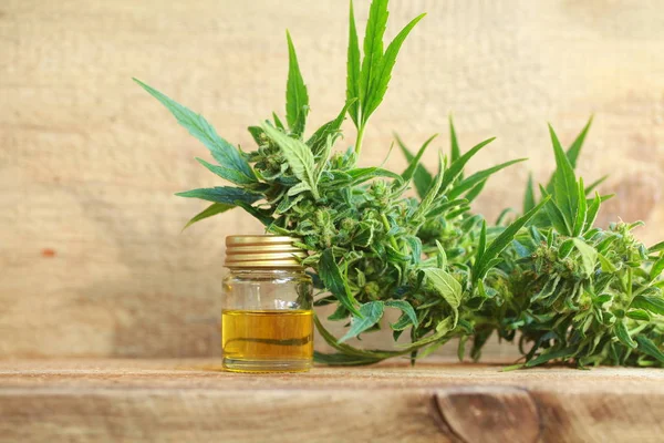 Cannabis oil and hemp — Stock Photo, Image